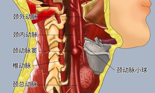 苗药皮毒清主治功效和用法-苗药皮毒康主治网苗药皮毒康 苗约皮毒康知识网站,分享苗药皮毒净主治功效药膏大全