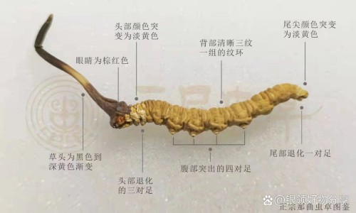 苗药皮毒清是正规药吗-苗药皮毒康主治网苗药皮毒康 苗约皮毒康知识网站,分享苗药皮毒净主治功效药膏大全